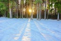 winter landscape in a pine forest the sun shines through the trees shadows in the snow Royalty Free Stock Photo