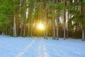 winter landscape in a pine forest the sun shines through the trees shadows in the snow Royalty Free Stock Photo