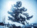 Winter Landscape With pine tree