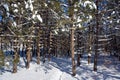 Winter landscape pine trees in Bromont Royalty Free Stock Photo