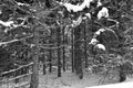 Winter landscape pine trees in Bromont Royalty Free Stock Photo
