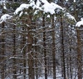 Winter landscape pine trees in Bromont Royalty Free Stock Photo
