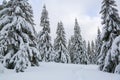 Winter landscape. Pine trees stand in snow swept mountain meadow. Footpath leads to the mysterious foggy forest. Touristic place.