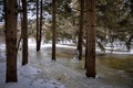 Pine trees submerged in cold frozen water