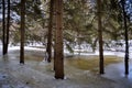 Pine trees submerged in cold frozen water