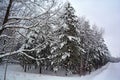 Winter landscape pines trees
