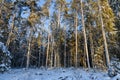 Winter landscape, pines in winter snow.
