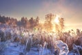 Winter landscape in pink sunlight at morning sunrise. Scenery winter. Frosty nature. Sunlight in winter scene