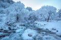 Winter landscape in pink tones,with calm winter river, surrounded by trees.Winter forest on the river at sunset. Belarus landscape Royalty Free Stock Photo