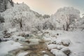 Winter landscape in pink tones,with calm winter river, surrounded by trees.Winter forest on the river at sunset. Belarus landscape Royalty Free Stock Photo