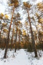 Winter landscape of piny wood in Karelia Royalty Free Stock Photo