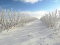 Winter landscape of raspberries plantation with traces of animals, rabit footprints on snow surface. Royalty Free Stock Photo