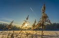 Winter landscape with reeds and plane trail in the blue sky over a frozen lake Royalty Free Stock Photo