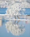 Winter landscape with reflection in the water Royalty Free Stock Photo