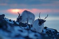 Winter landscape with reindeer. Wild Reindeer, Rangifer tarandus, with massive antlers in snow, Svalbard, Norway. Svalbard deer on Royalty Free Stock Photo