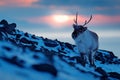 Winter landscape with reindeer. Wild Reindeer, Rangifer tarandus, with massive antlers in snow, Svalbard, Norway. Svalbard deer on Royalty Free Stock Photo