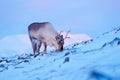 Winter landscape with reindeer. Wild Reindeer, Rangifer tarandus, with massive antlers in snow, Svalbard, Norway. Svalbard deer on Royalty Free Stock Photo