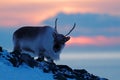 Winter landscape with reindeer. Wild Reindeer, Rangifer tarandus, with massive antlers in snow, Svalbard, Norway. Svalbard deer on Royalty Free Stock Photo