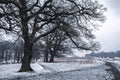 Winter landscape in Richmond park. Snow falling over majestic trees Royalty Free Stock Photo