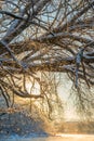 Winter  landscape. River view near forest.  Snow and frost at Misty sunrise, vertical image Royalty Free Stock Photo