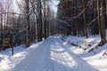 Winter landscape, the road goes into the distance, along the burned down snow-covered trees. Fabulous, mystical photo Royalty Free Stock Photo