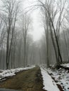 Road in a misty forest winter Royalty Free Stock Photo