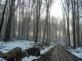 Road in a misty forest winter Royalty Free Stock Photo