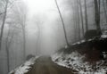 Road in a misty forest winter Royalty Free Stock Photo