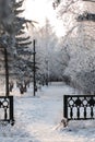 Winter landscape. Winter road and trees covered with snow. City park Royalty Free Stock Photo