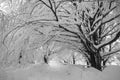 Winter landscape with road under a bow of snow covered trees Royalty Free Stock Photo