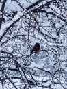 Winter landscape with a robin bird sitting on a tree with snowy branches and red berries Royalty Free Stock Photo