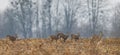 Winter Landscape Of Roe Deer Herd