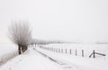 Winter landscape with a row of pollard willows Royalty Free Stock Photo