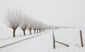 Winter landscape with a row of pollard willows Royalty Free Stock Photo