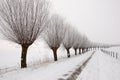 Winter landscape with a row of pollard willows Royalty Free Stock Photo