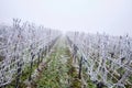 Winter landscape, rows of vineyards with hoarfrost