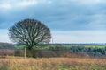 Winter landscape in rural england with tree in foreground and town and village on horizon Royalty Free Stock Photo