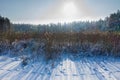 Winter landscape scene background with snow covered trees, ice lake and reeds. Beauty sunny winter backdrop. Frosty trees and reed Royalty Free Stock Photo