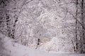 Winter landscape scene with falling snow - wonderland forest with snowfall. Snowy scene with Christmas and New Year mood