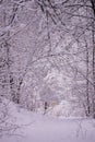 Winter landscape scene with falling snow - wonderland forest with snowfall. Snowy scene with Christmas and New Year mood