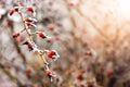 Winter landscape.Winter scene .Frozenned flower selective focus