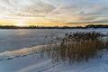 Winter landscape on the shore of a frozen lake with reeds Royalty Free Stock Photo