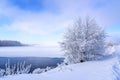 Winter landscape on the shore of a frozen lake with a tree in frost, Russia, Ural Royalty Free Stock Photo