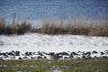 Winter landscape of shore with grass, rocks, snow, reed and blue water