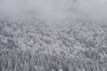 Winter landscape in a foggy day.  Trees covered by hoarfrost Royalty Free Stock Photo