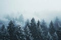 A winter landscape showing a dense forest covered in snow, with an abundance of trees creating a picturesque scene, Blizzard Royalty Free Stock Photo