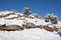 Snowy Rocky Hill with Junipers Royalty Free Stock Photo