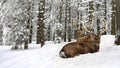 Winter landscape with sika deers  Cervus nippon, spotted deer  sitting in the snow in fir forest Royalty Free Stock Photo