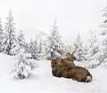 Winter landscape with sika deers  Cervus nippon, spotted deer  sitting in the snow in fir forest and glade Royalty Free Stock Photo