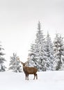 Winter landscape with sika deers  Cervus nippon, spotted deer  walking in the snow in fir forest and glade Royalty Free Stock Photo